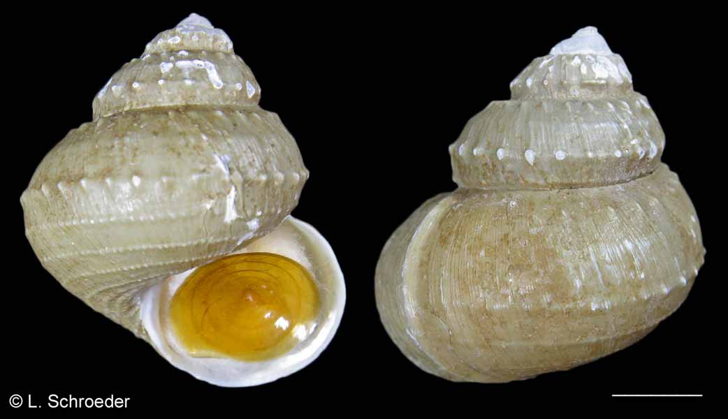 Gastropods - Colloniidae, Phasianellidae, Anatomidae, Eucyclidae